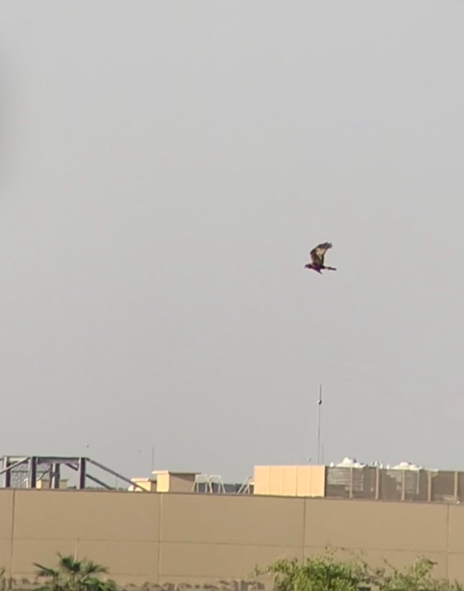 Western Marsh Harrier - ML611097748