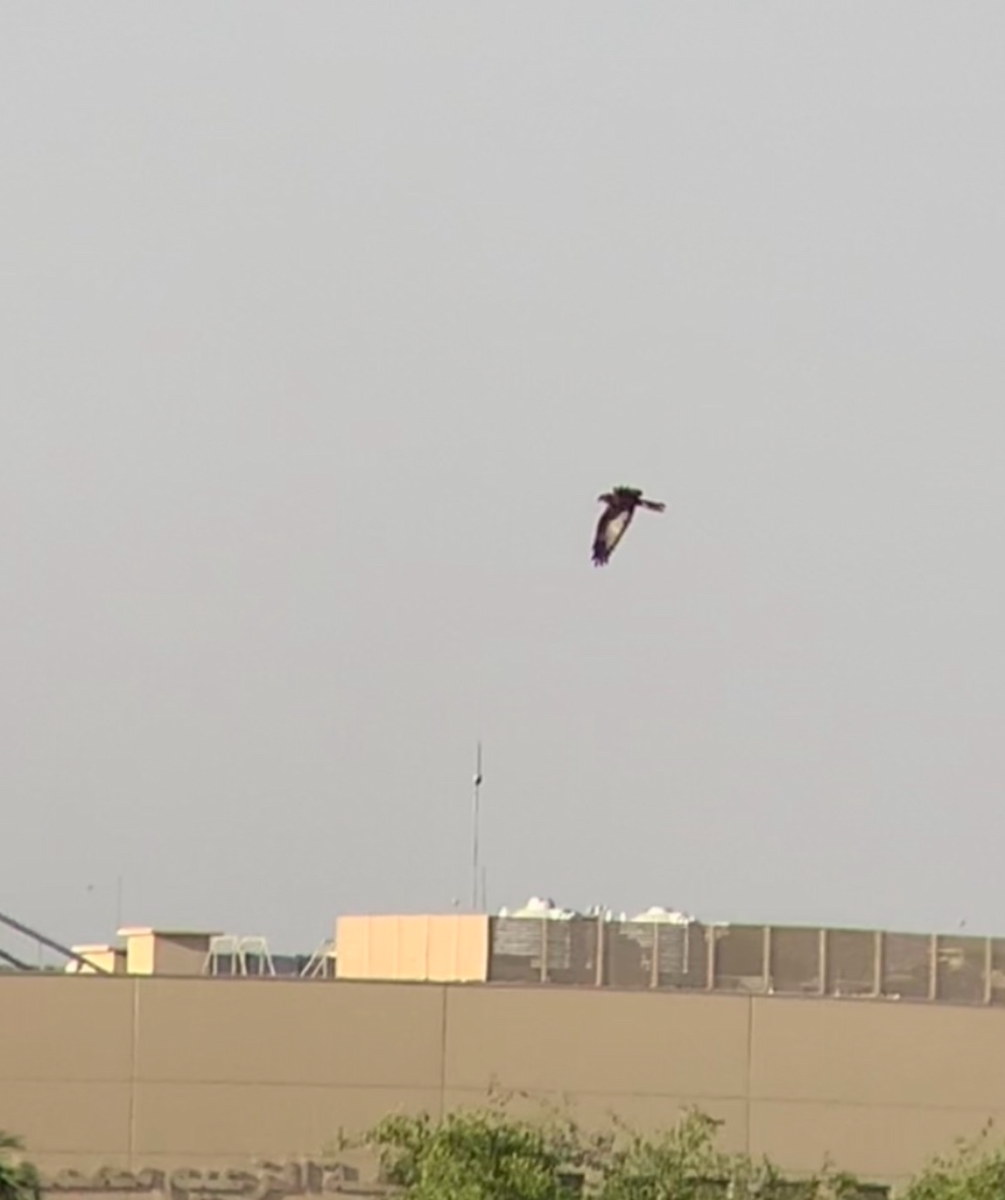 Western Marsh Harrier - ML611097749