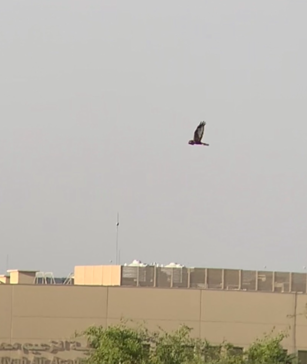 Western Marsh Harrier - ML611097750