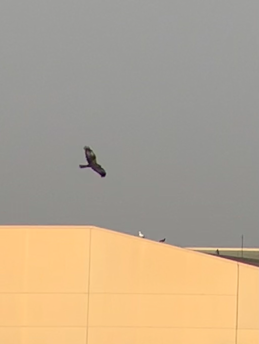 Western Marsh Harrier - ML611097751