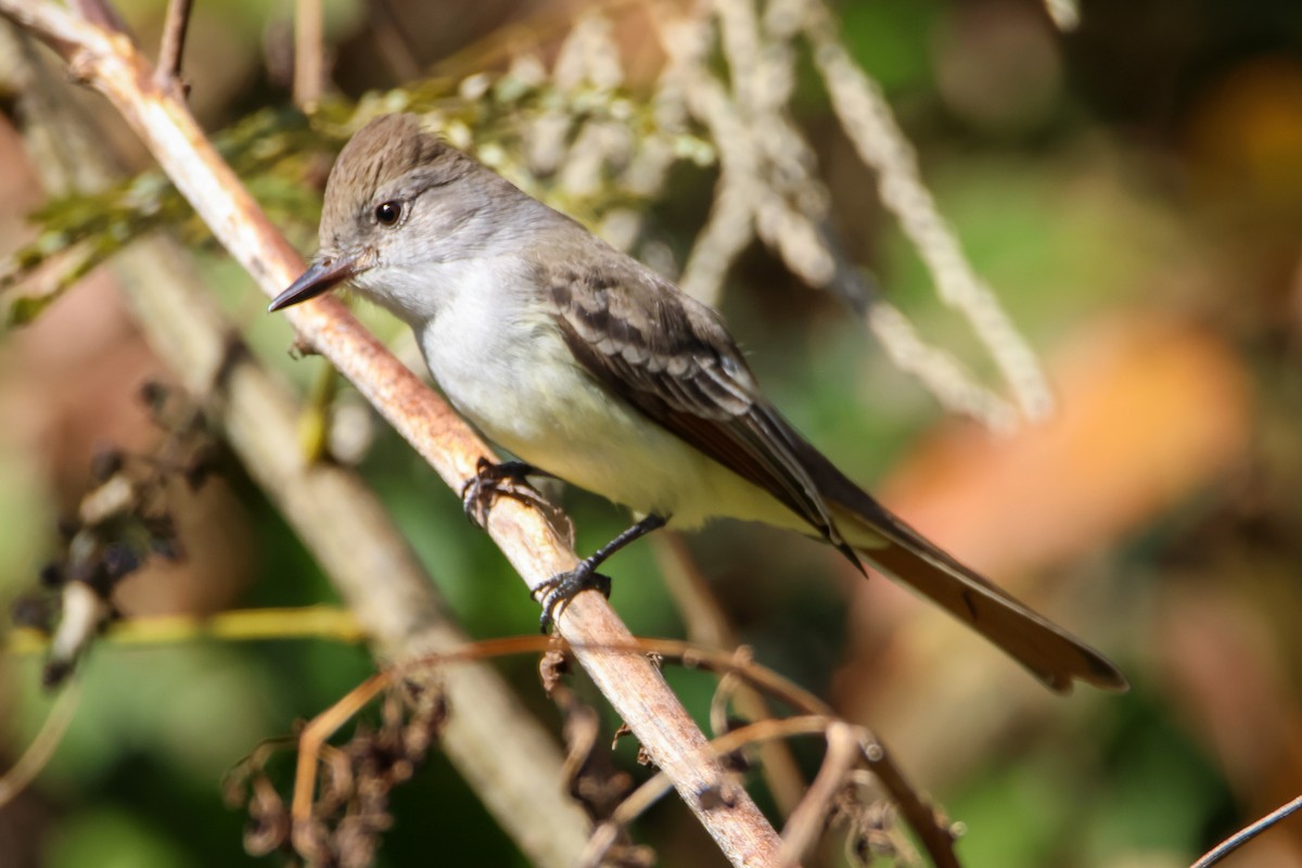 Ash-throated Flycatcher - ML611097772