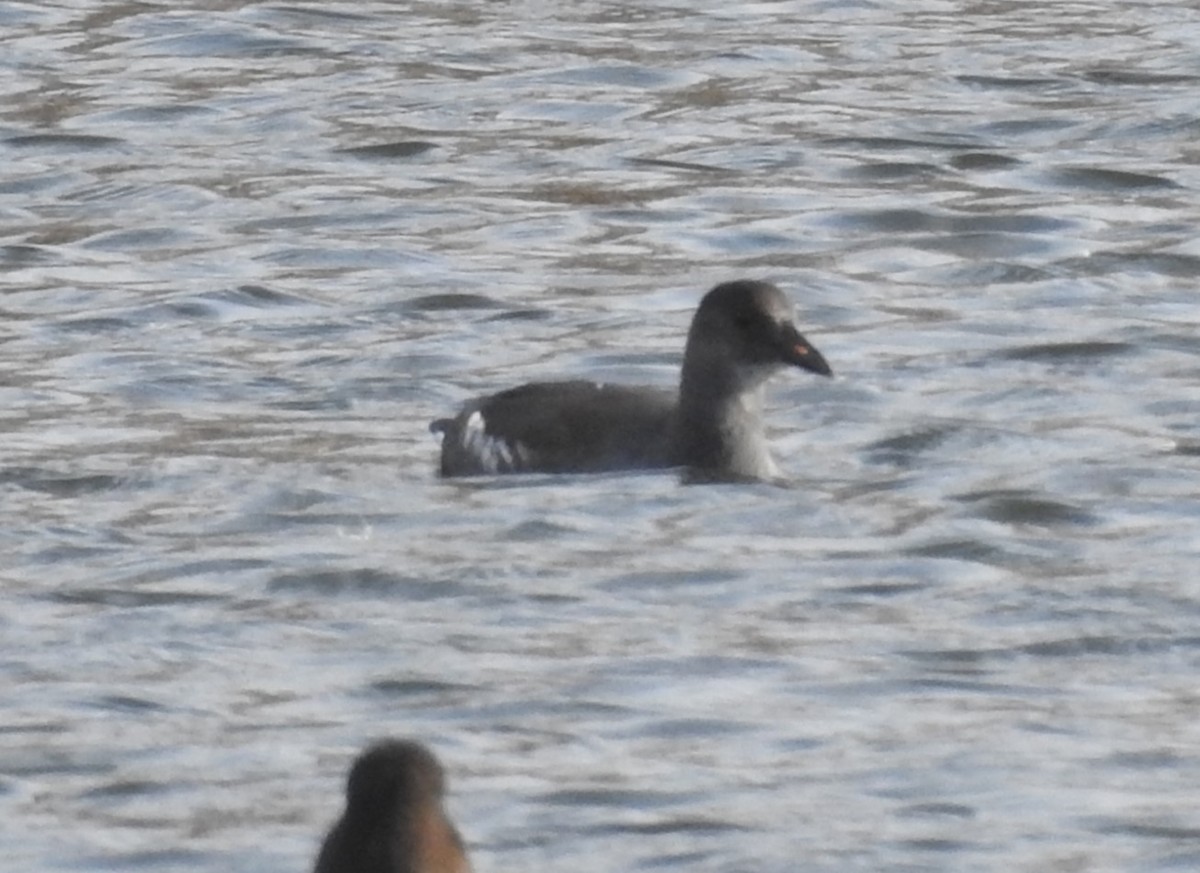 Common Gallinule - ML611097854