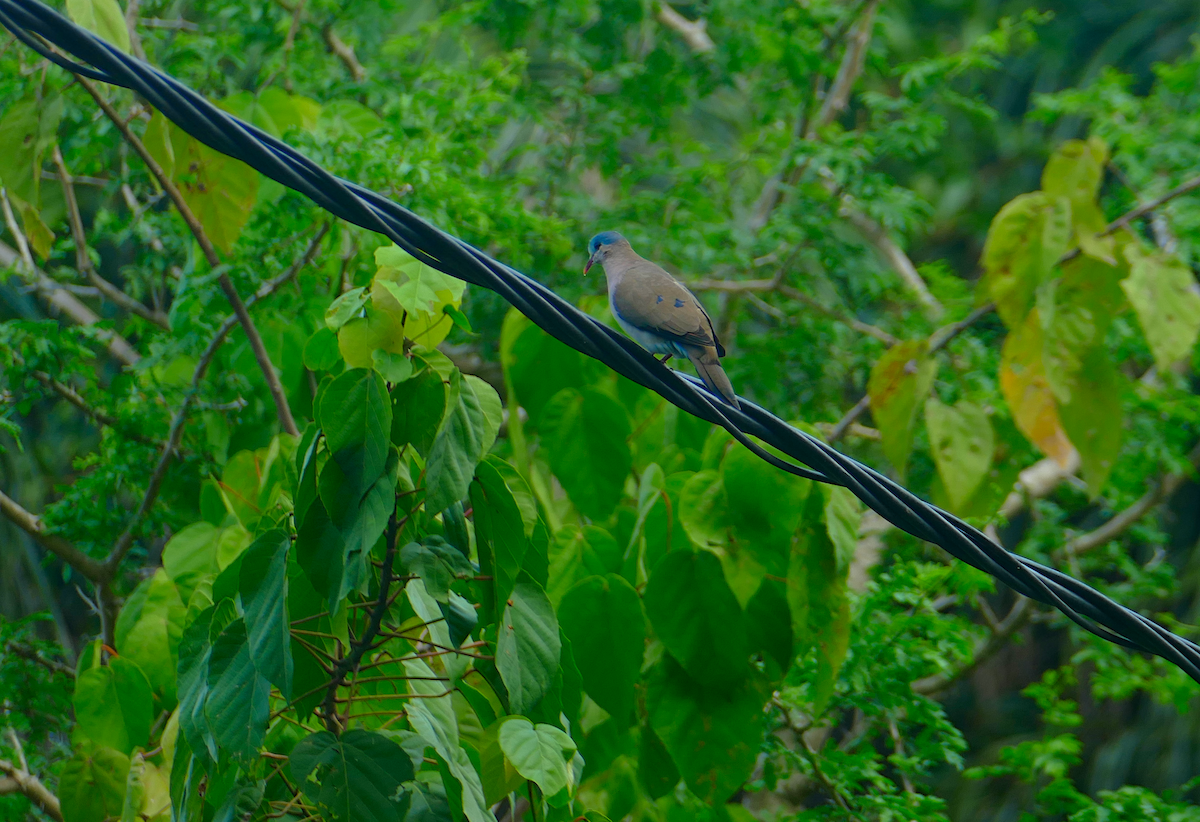 Blue-spotted Wood-Dove - sonia villalon