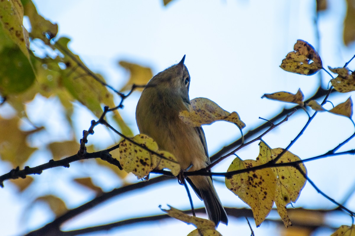 Ruby-crowned Kinglet - Dawn S