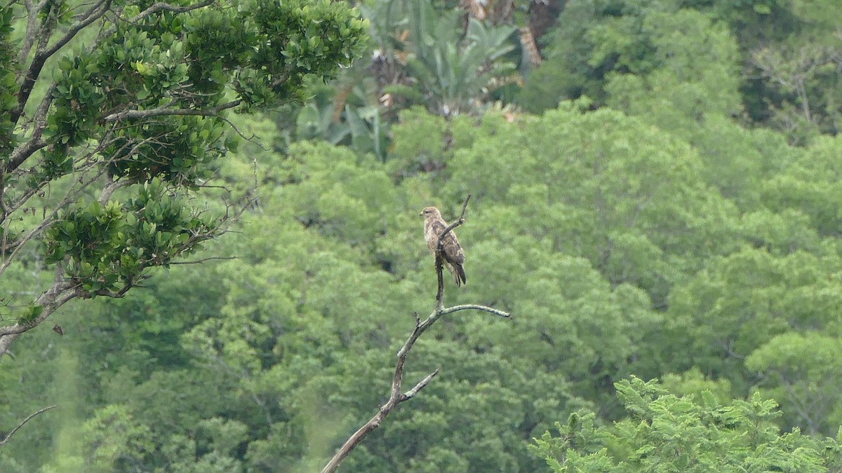 Forest Buzzard - ML611098055