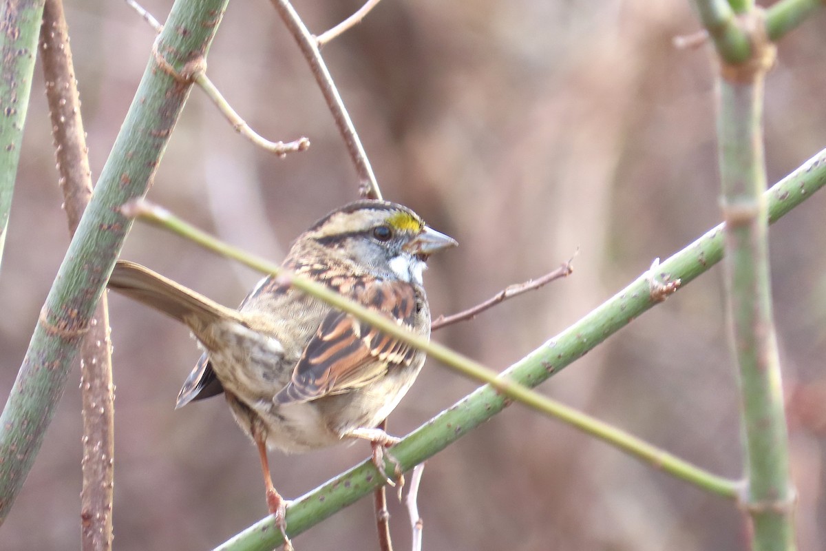 White-throated Sparrow - ML611098084