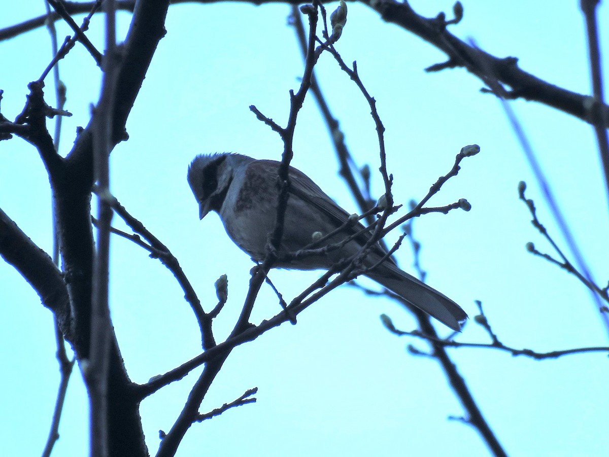 White-capped Bunting - ML611098181