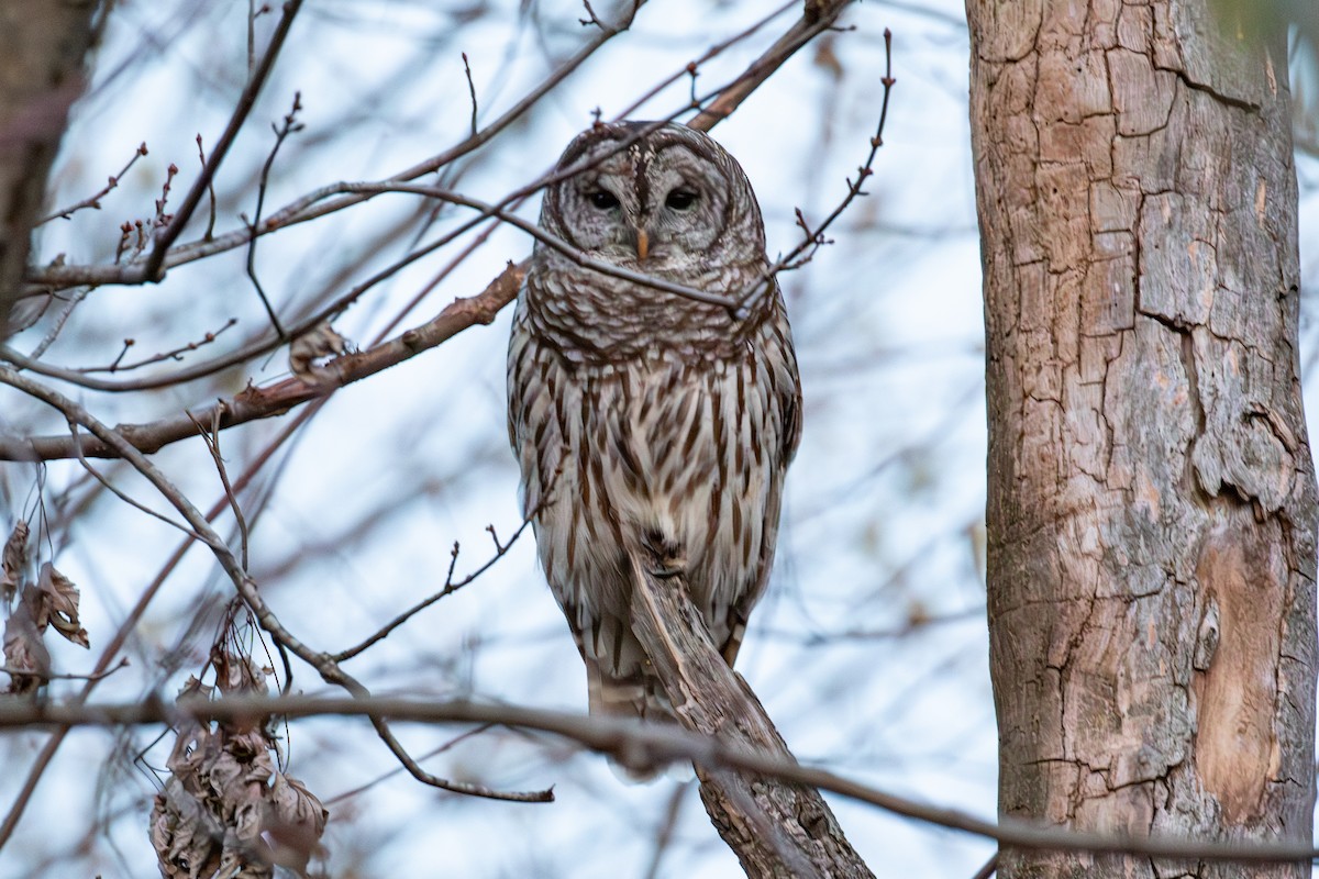 Barred Owl - ML611098206