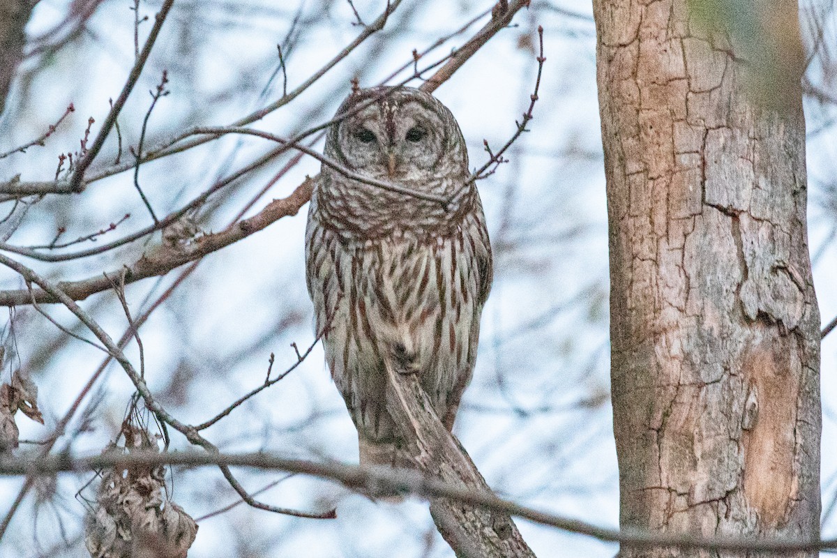 Barred Owl - ML611098207