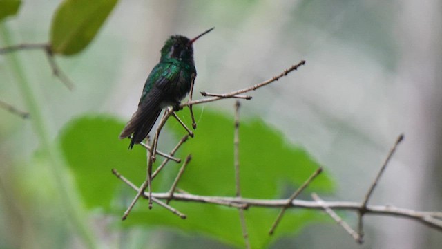 Canivet's Emerald - ML611098273