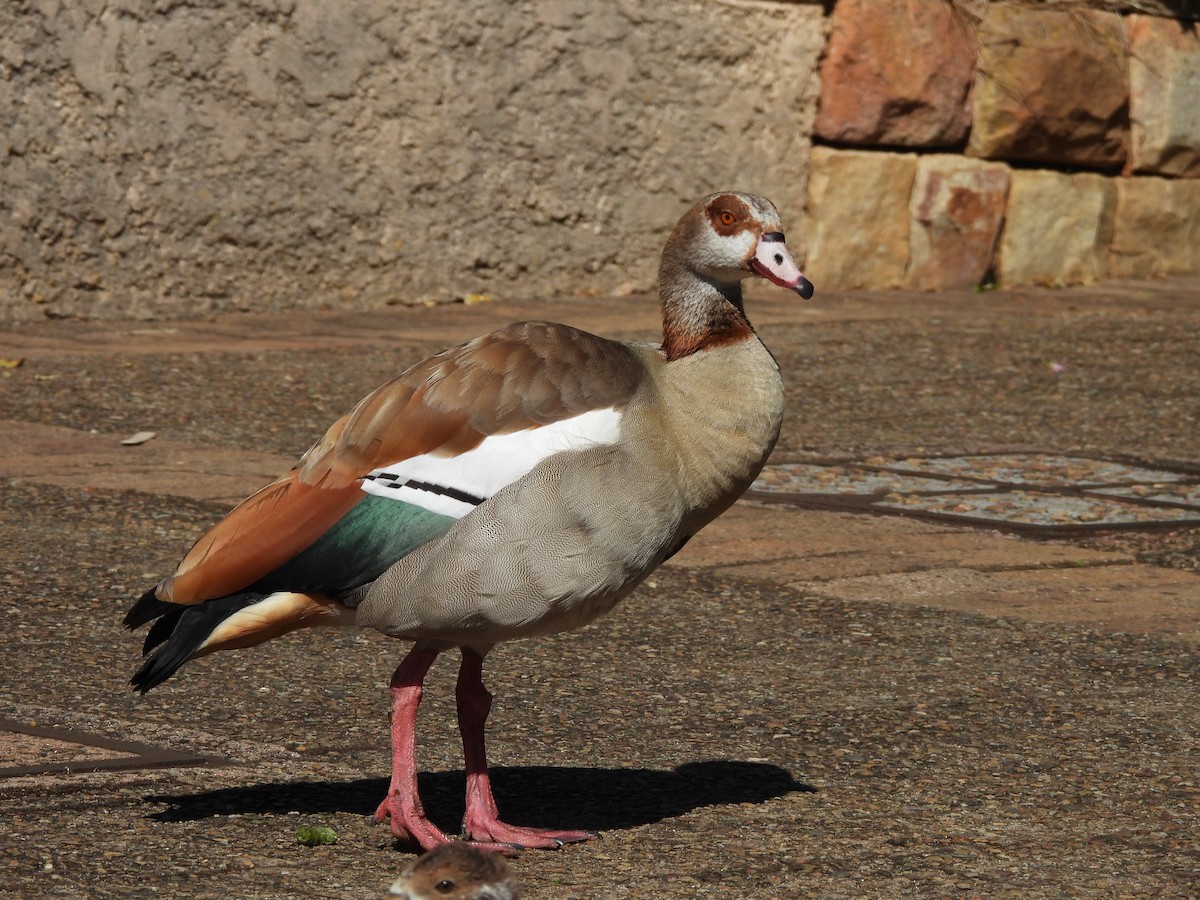 Egyptian Goose - Jim Watt
