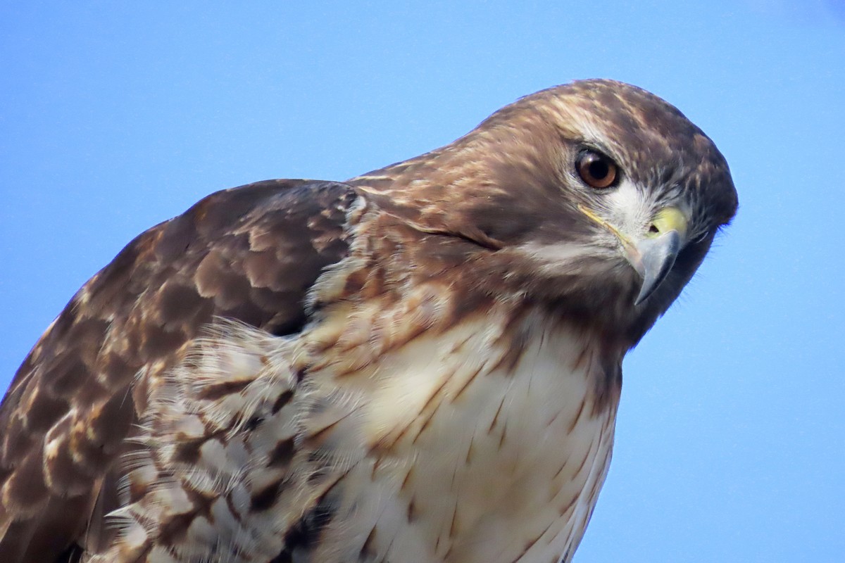 Red-tailed Hawk - ML611098307