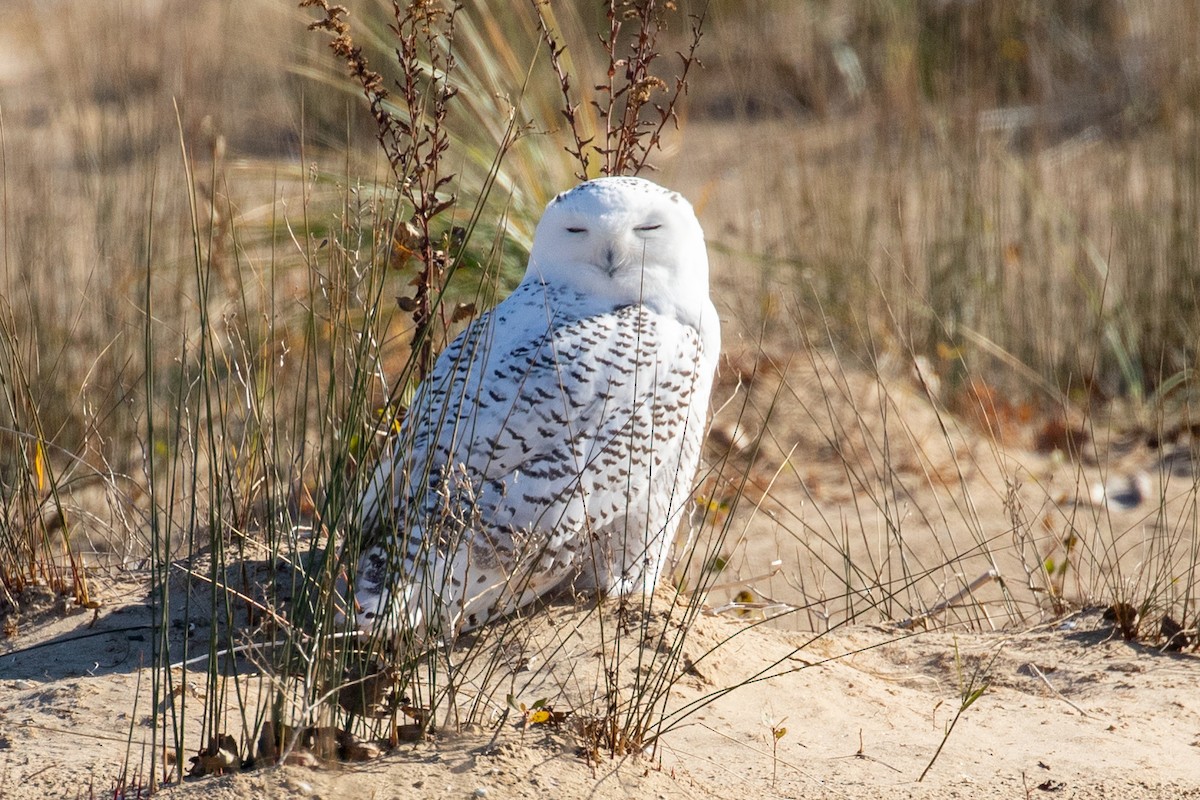 Snowy Owl - ML611098316