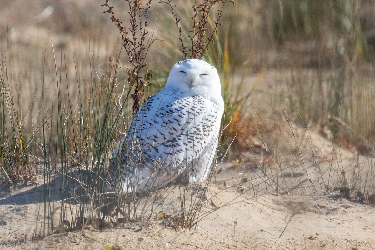 Snowy Owl - ML611098318