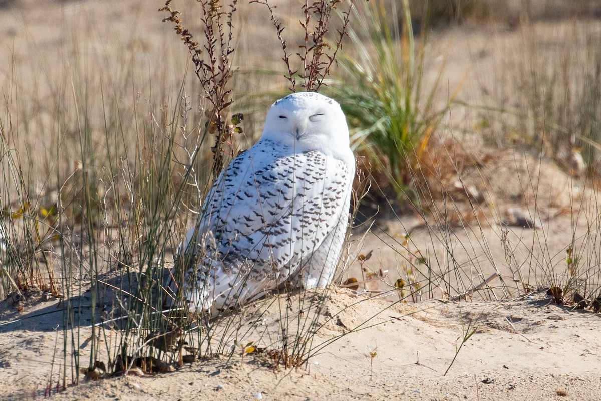Snowy Owl - ML611098319