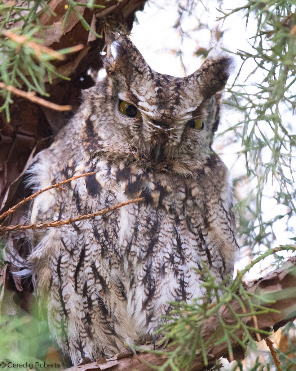 Western Screech-Owl - Ceredig  Roberts