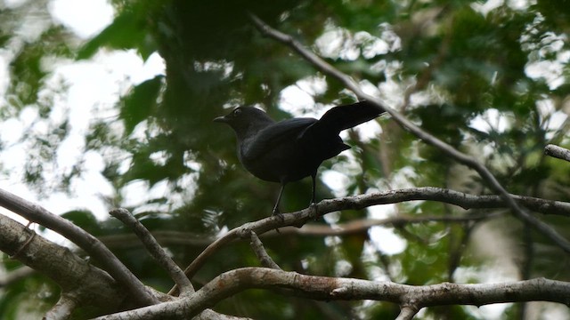 Pájaro Gato Negro - ML611098460