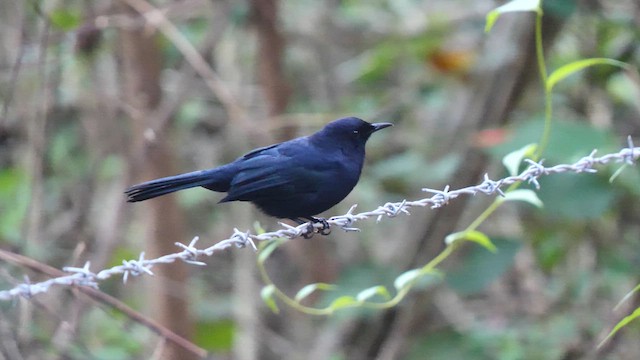 Pájaro Gato Negro - ML611098464