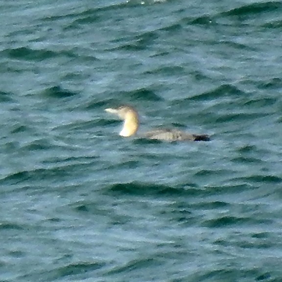 Yellow-billed Loon - joy keown