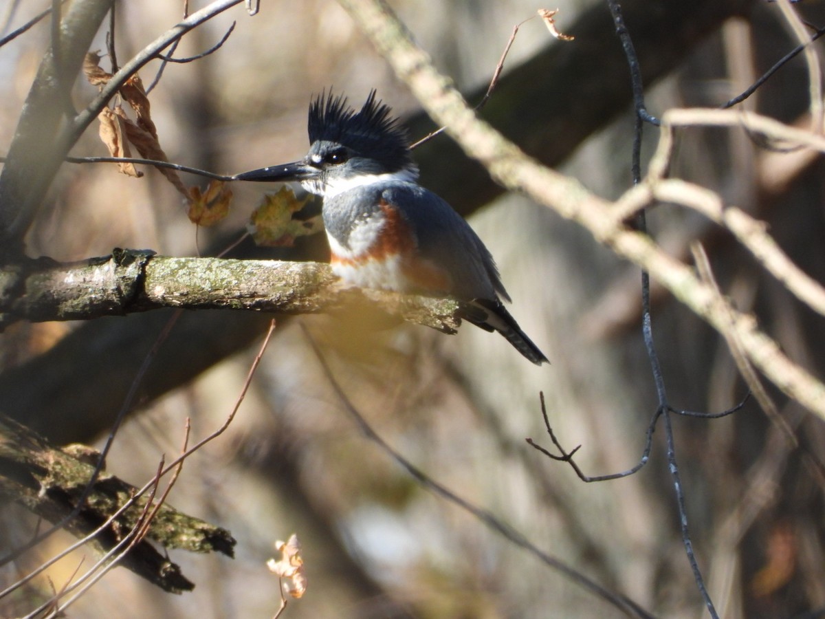 Belted Kingfisher - ML611098627