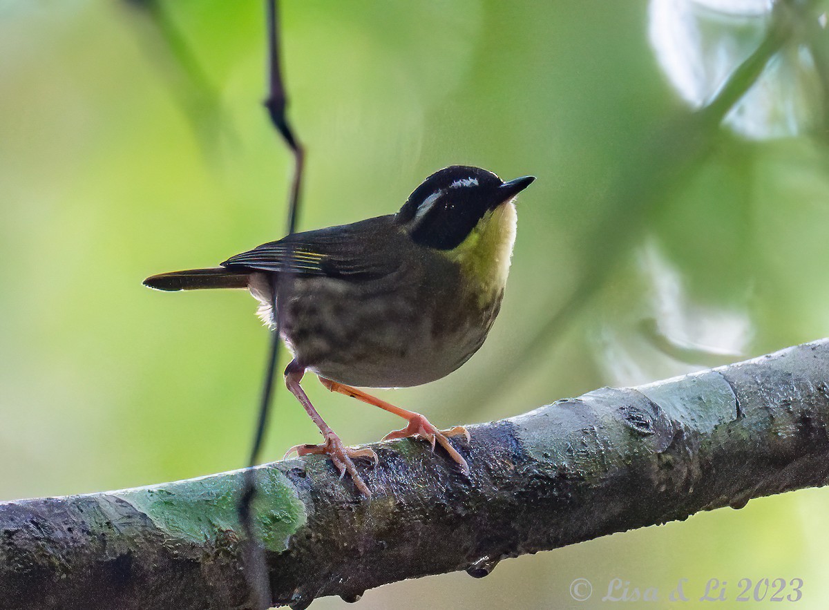 Yellow-throated Scrubwren - Lisa & Li Li