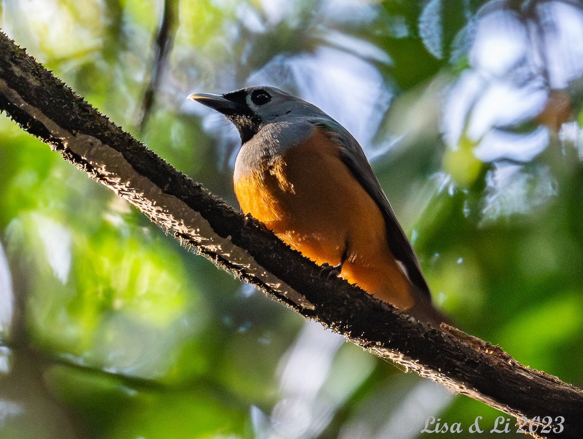 Black-faced Monarch - Lisa & Li Li