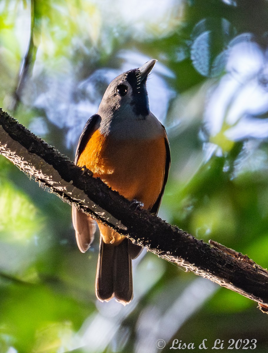 Black-faced Monarch - ML611098645