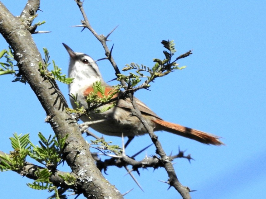 Stripe-crowned Spinetail - ML611098662