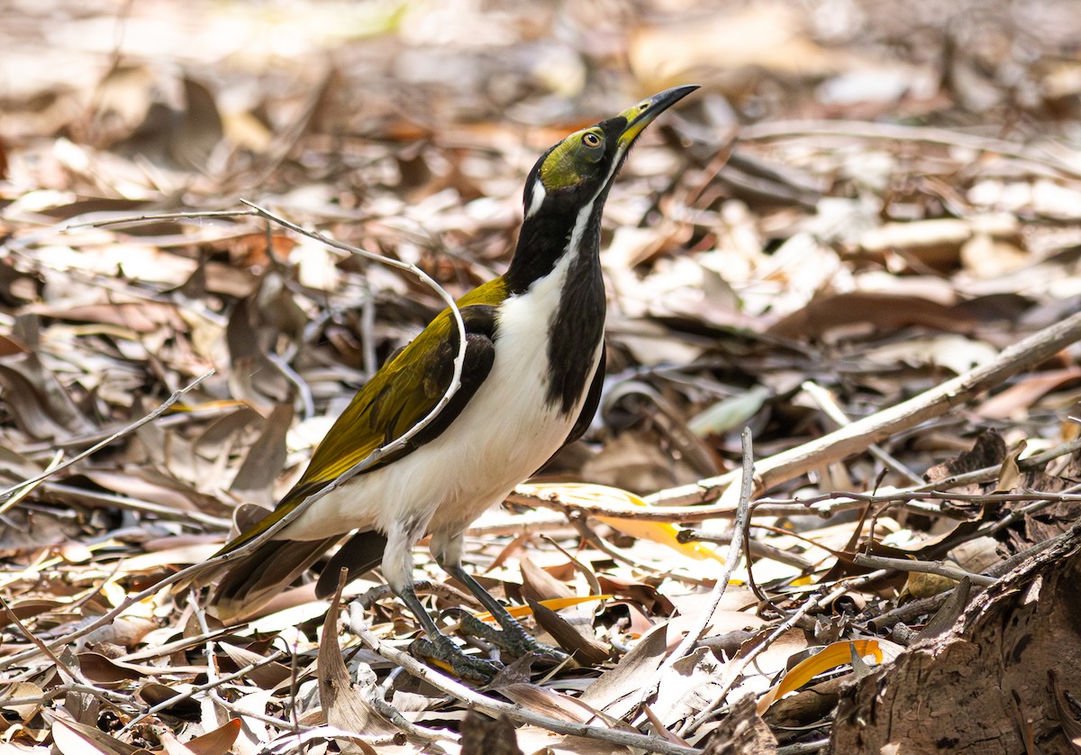 Blue-faced Honeyeater (White-quilled) - ML611098664