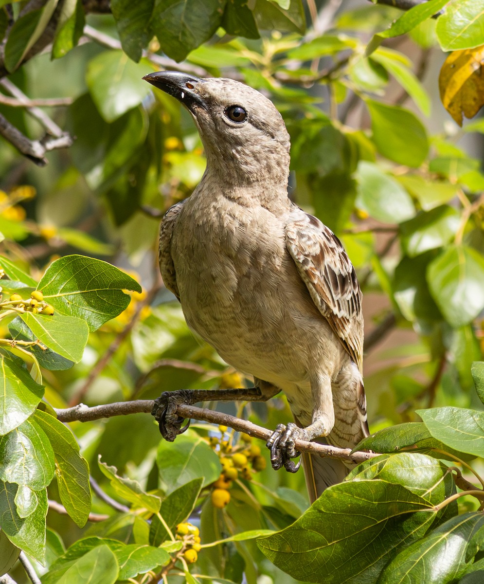 Great Bowerbird - ML611098672