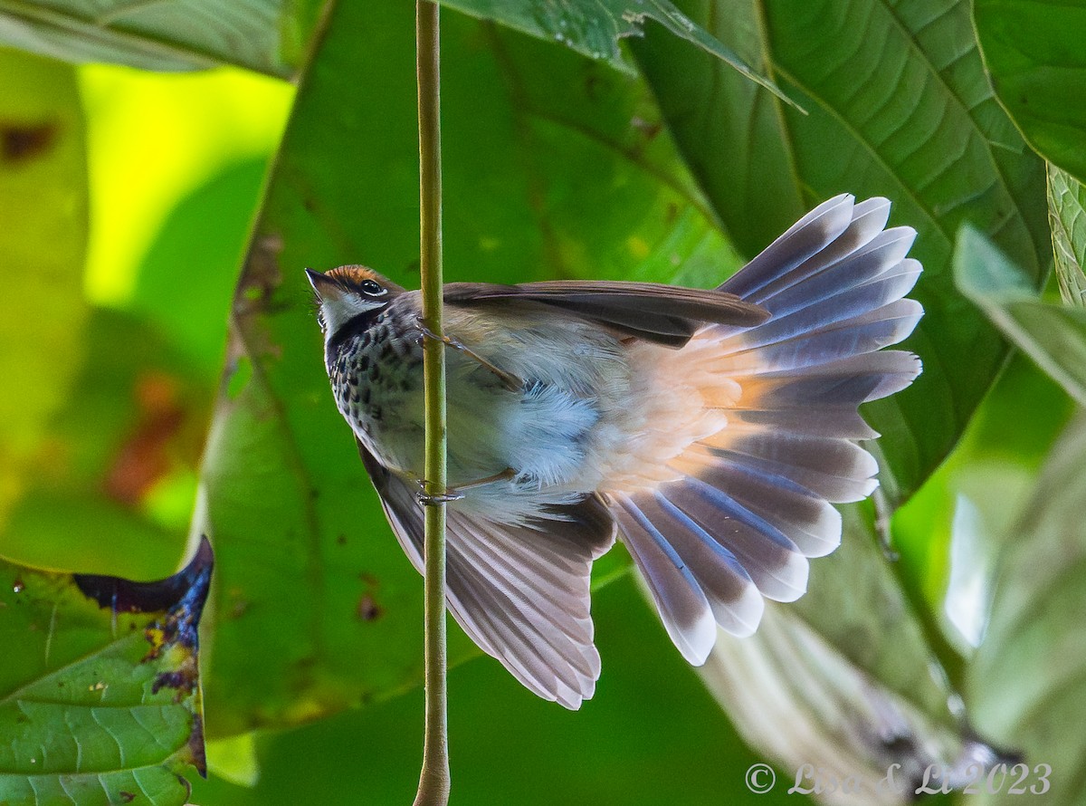 Australian Rufous Fantail - Lisa & Li Li