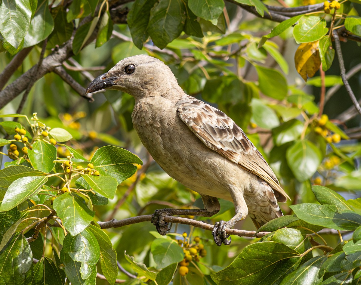 Graulaubenvogel - ML611098675