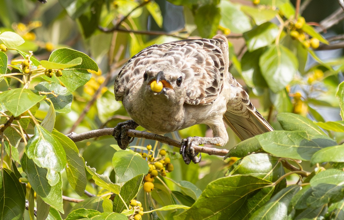 Graulaubenvogel - ML611098683