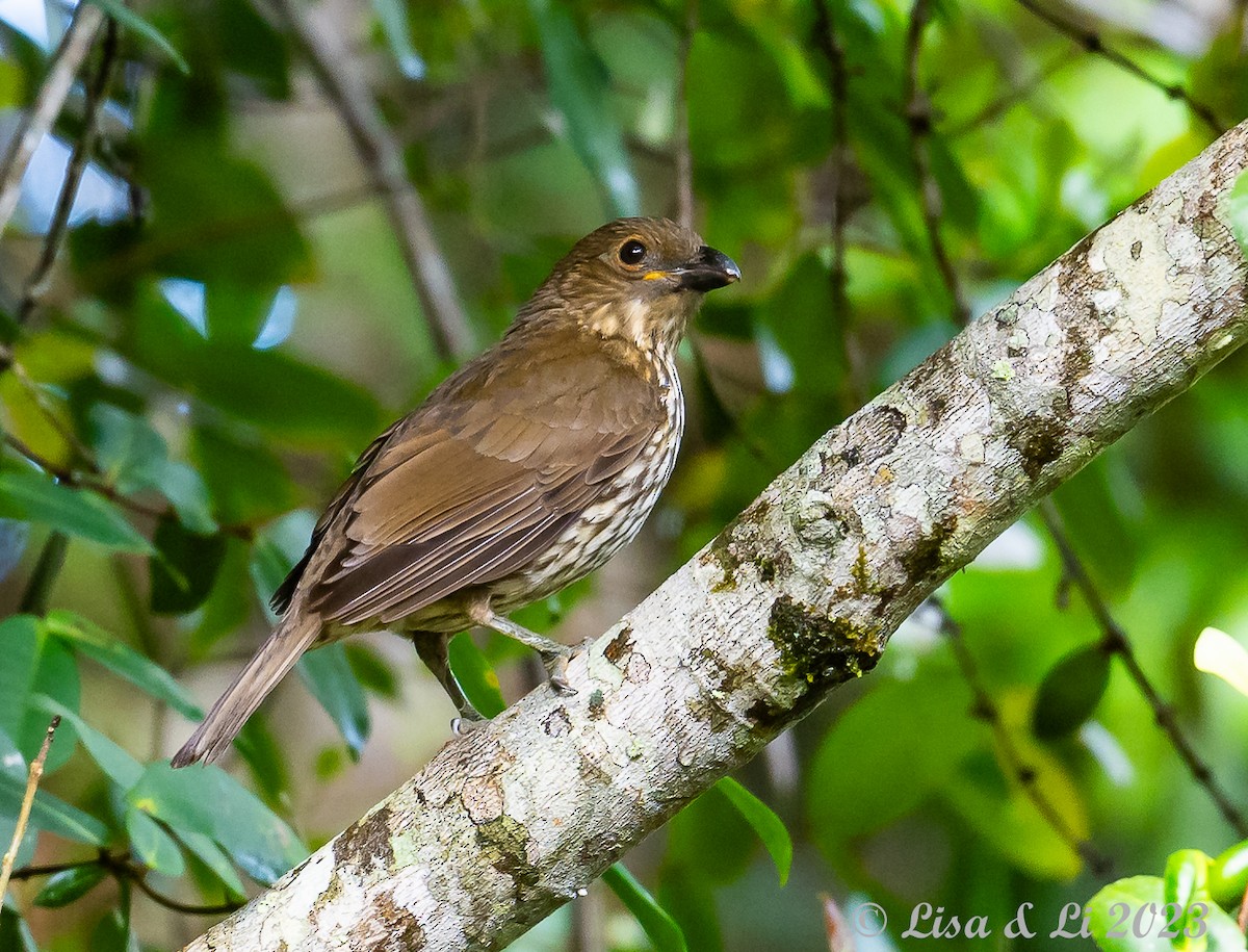 Tooth-billed Bowerbird - Lisa & Li Li