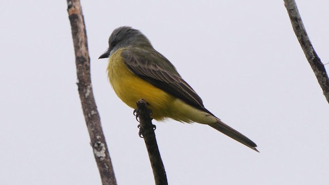 Couch's Kingbird - ML611098692