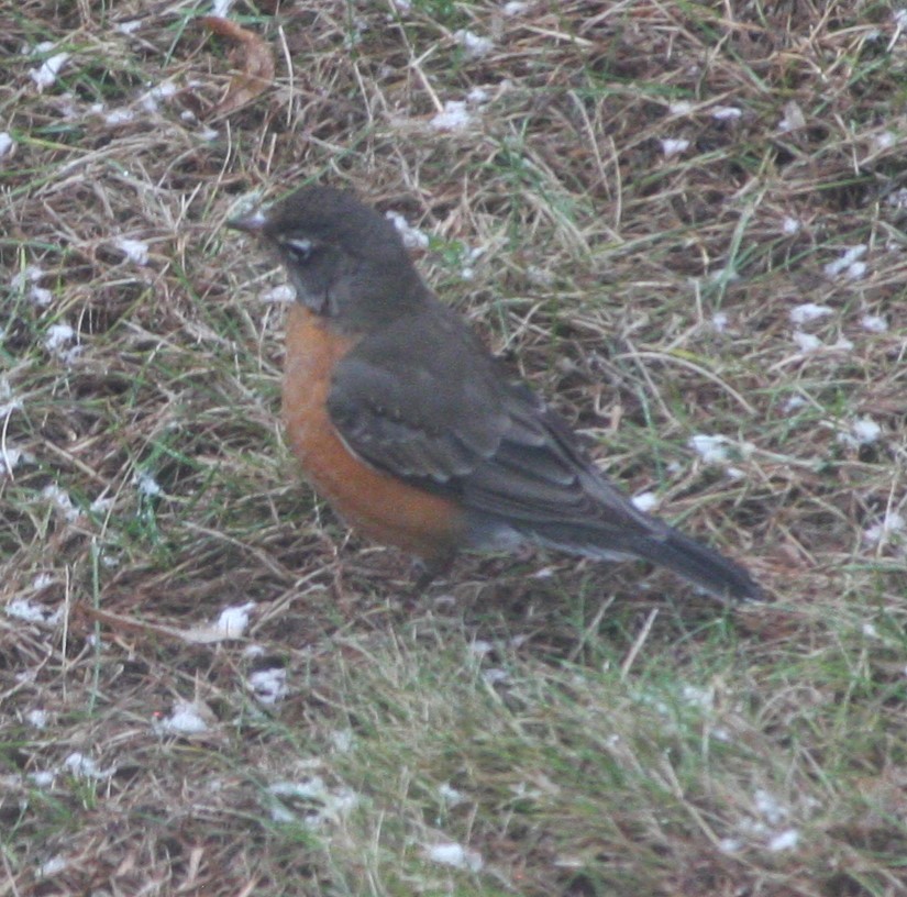 American Robin - ML611098695