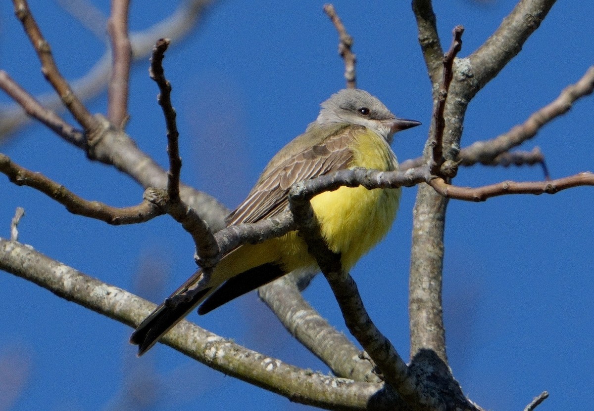 Schmalschnabel-Königstyrann - ML611098706