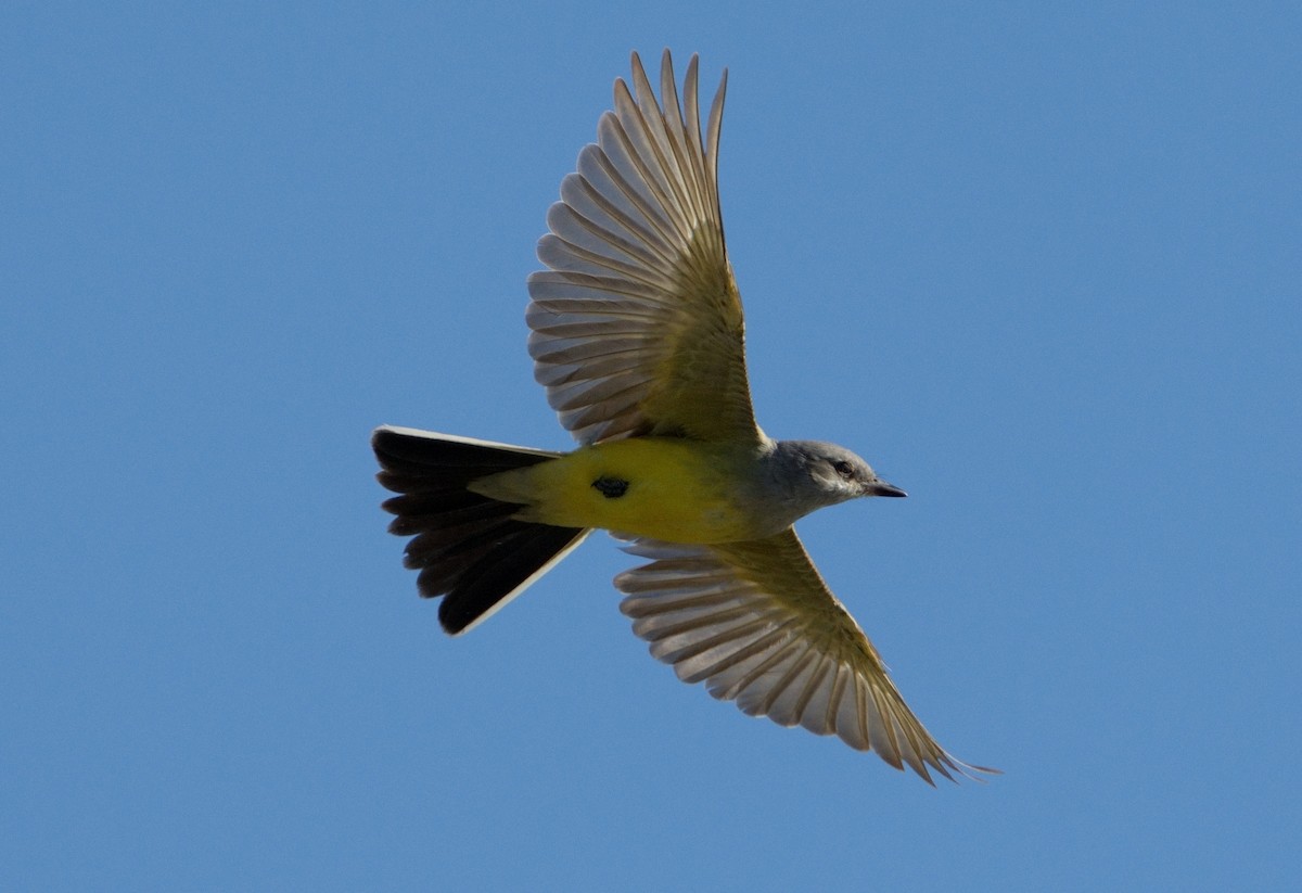 Western Kingbird - Bill Thompson