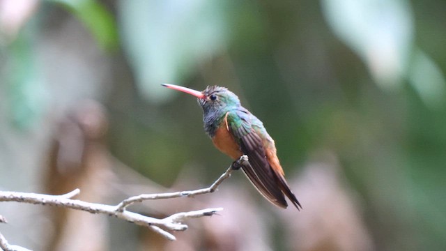 アカハシエメラルドハチドリ（yucatanensis） - ML611098849