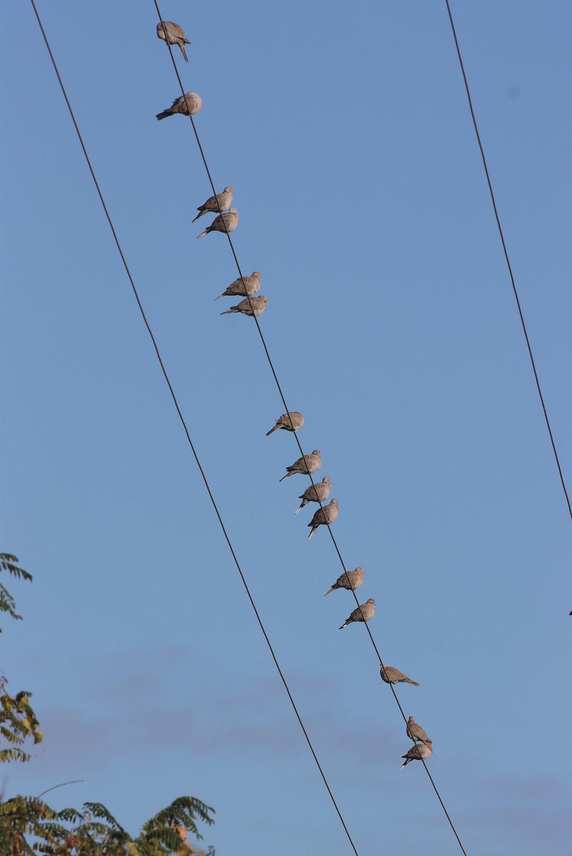 Eurasian Collared-Dove - ML611098888