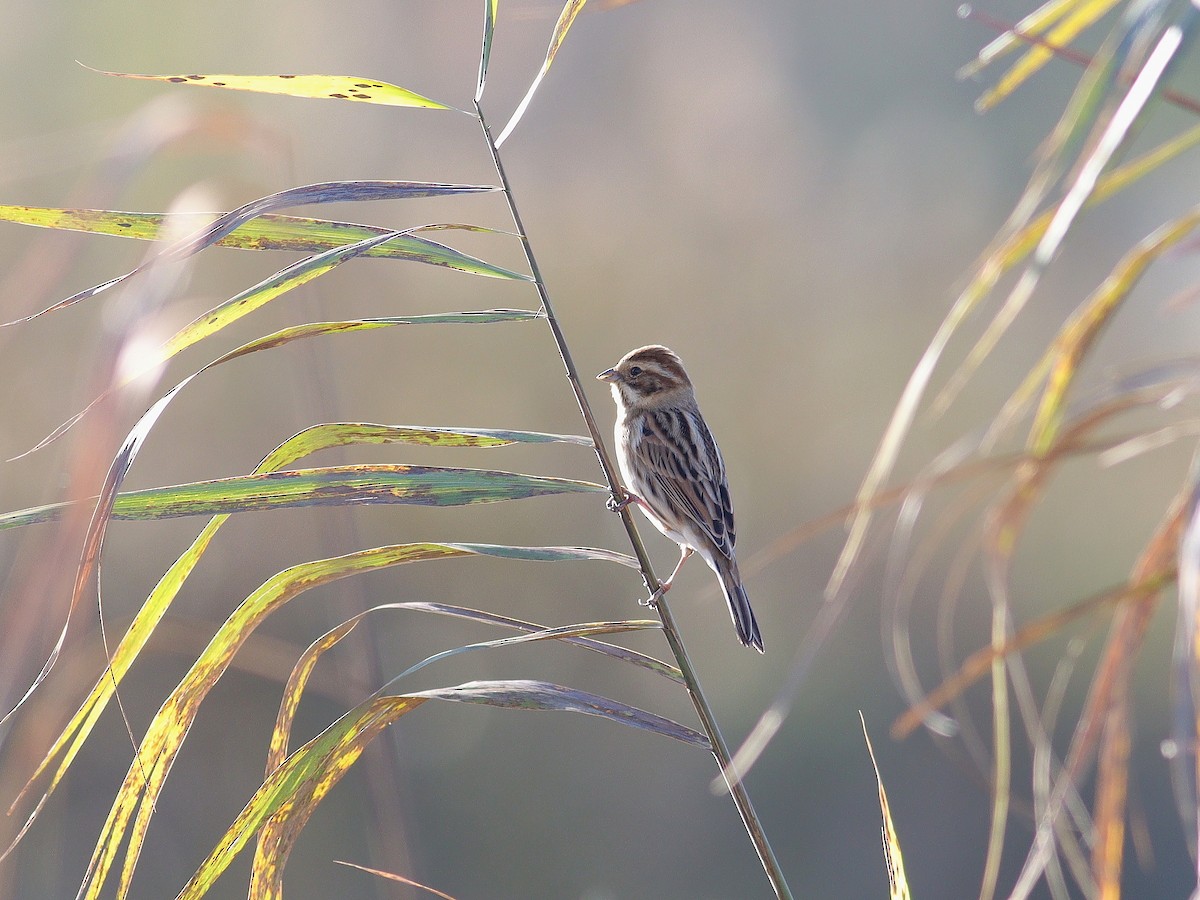 Reed Bunting - ML611098890