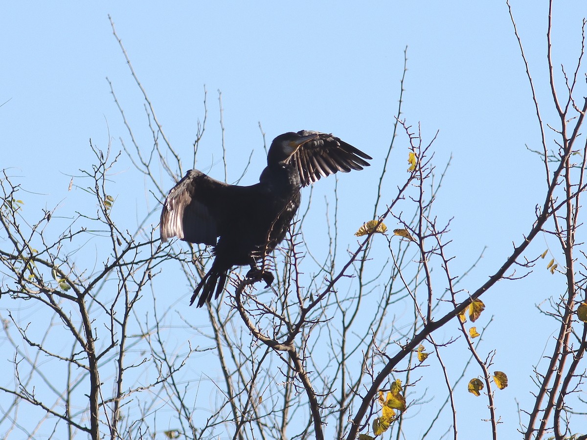 Great Cormorant - ML611098897