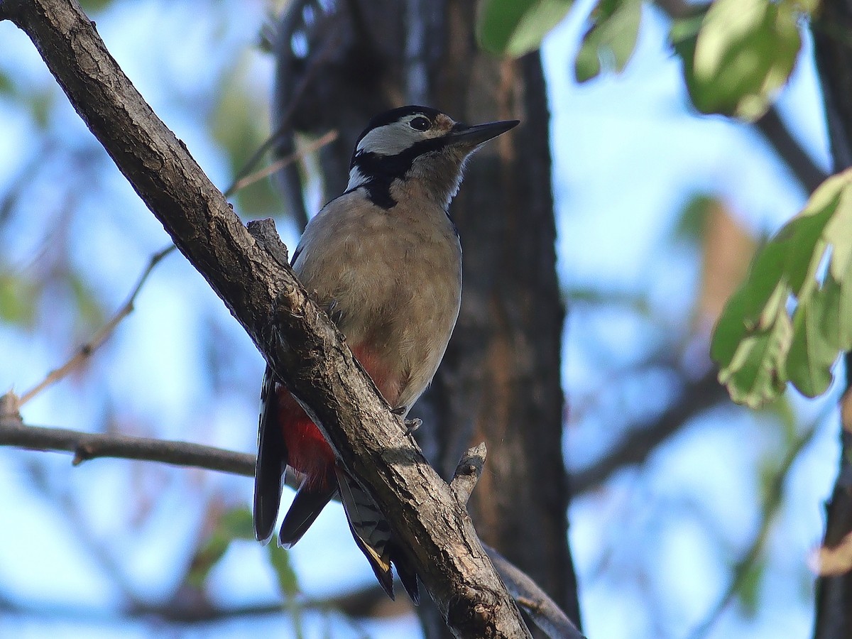 Great Spotted Woodpecker - ML611098904