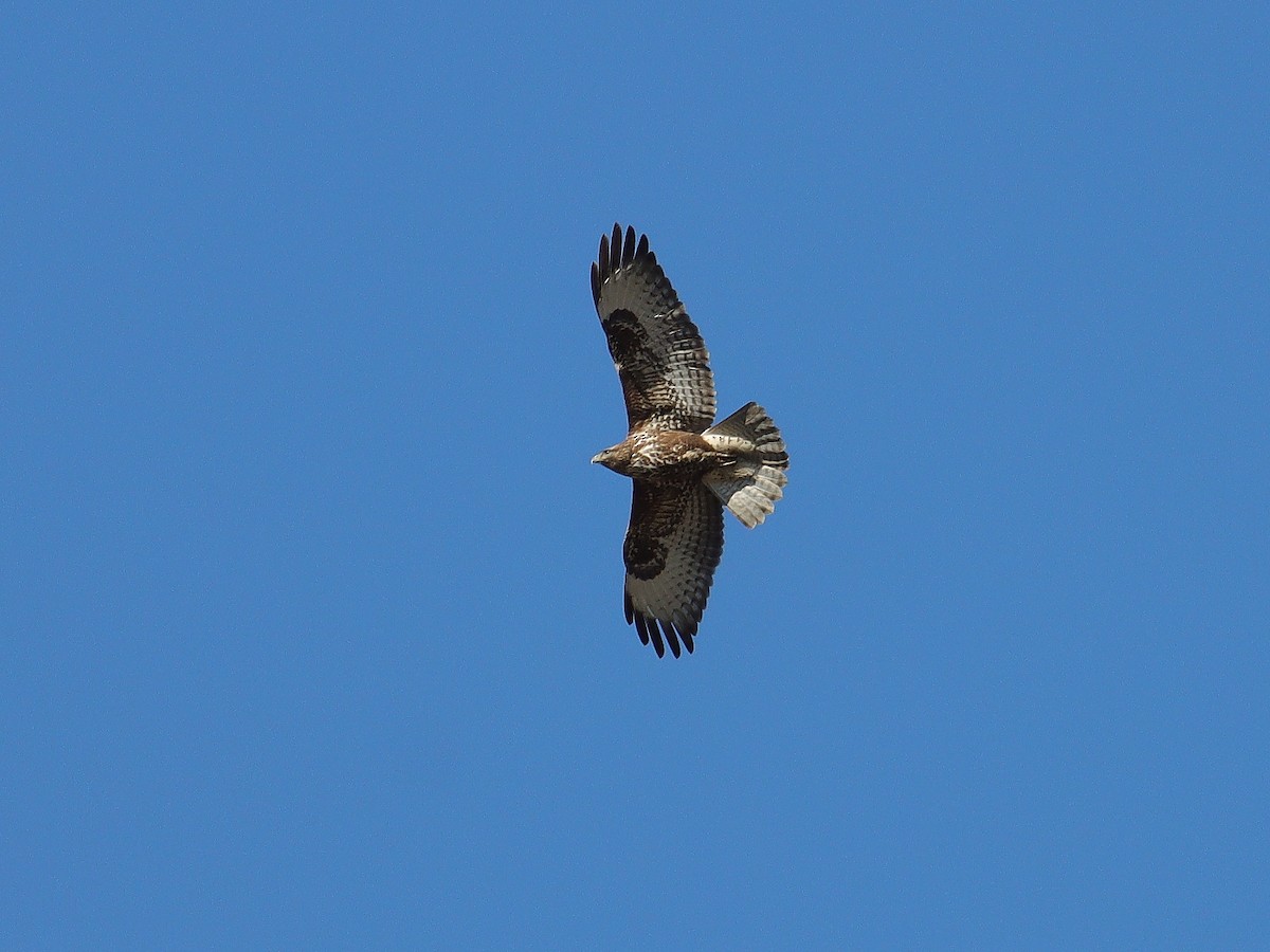 Common Buzzard - ML611098911