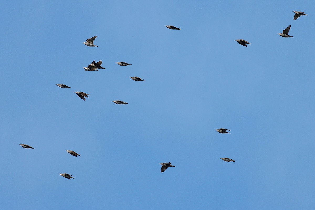 European Starling - ML611098917