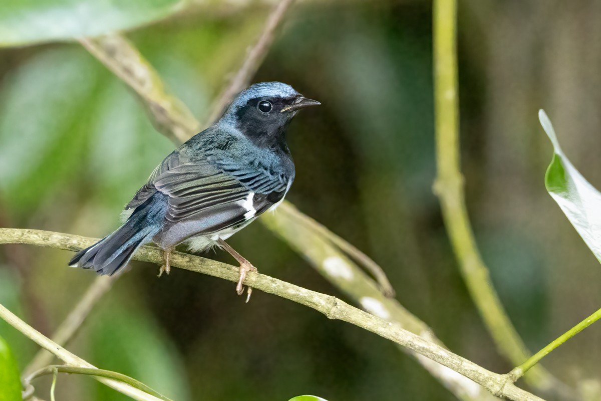 Black-throated Blue Warbler - ML611098934