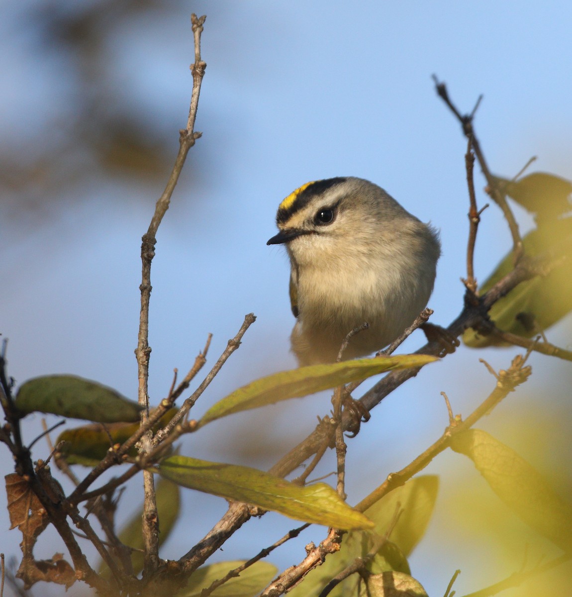 Golden-crowned Kinglet - ML611098939