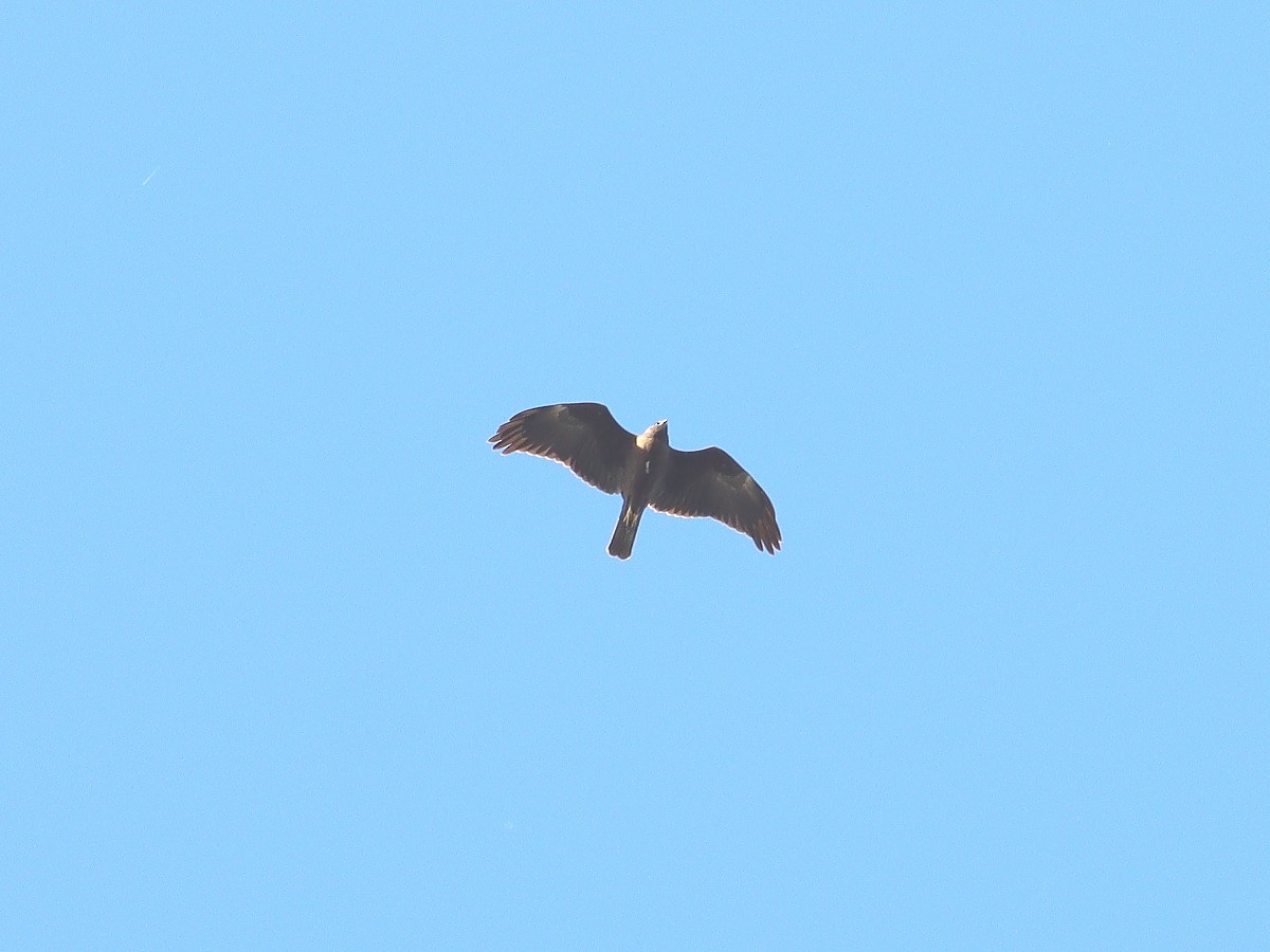 Western Marsh Harrier - ML611098949