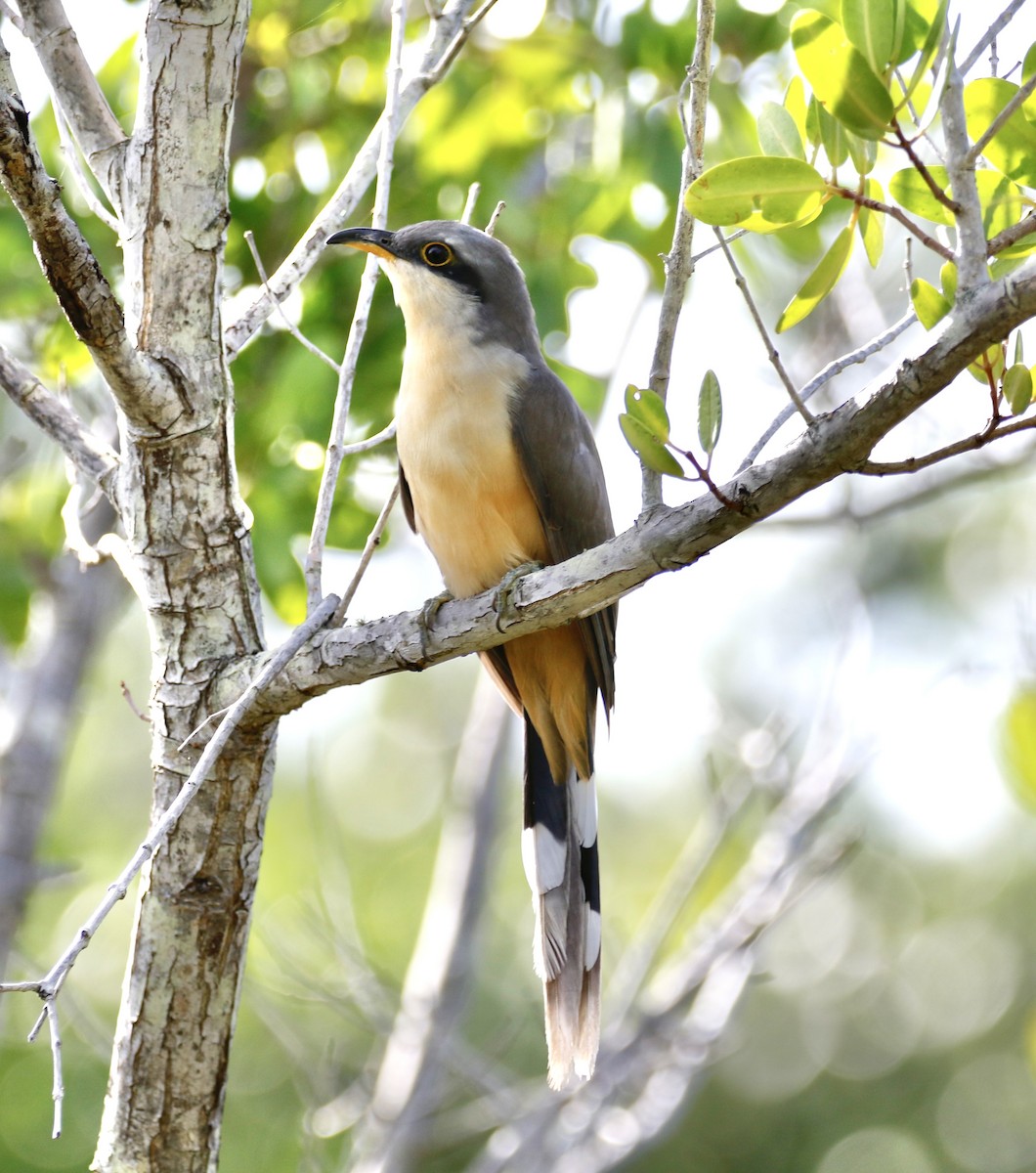 Mangrove Cuckoo - Eary Warren