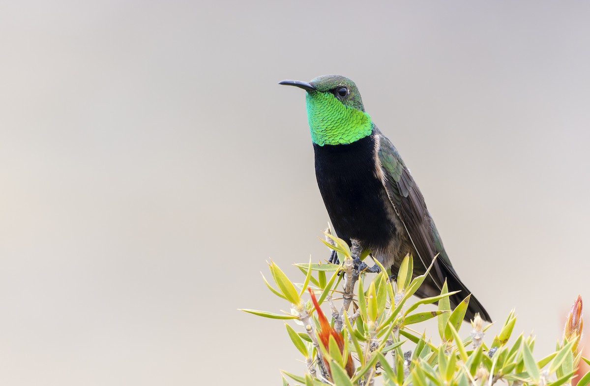 Colibri à plastron noir - ML611098984